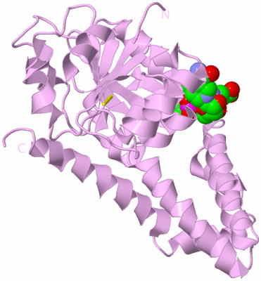 Image Biological Unit 5