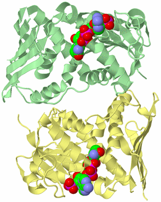 Image Biological Unit 2