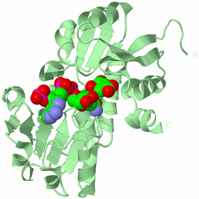 Image Biological Unit 2