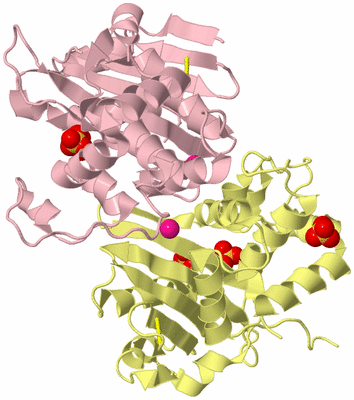 Image Biological Unit 2