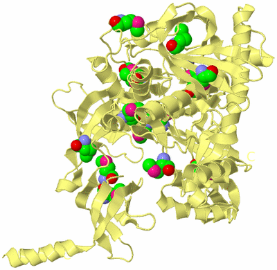 Image Biological Unit 4