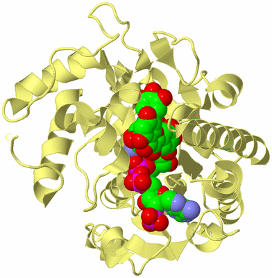 Image Biological Unit 4