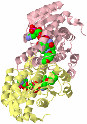 Image Biological Unit 2