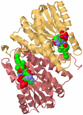 Image Biological Unit 4