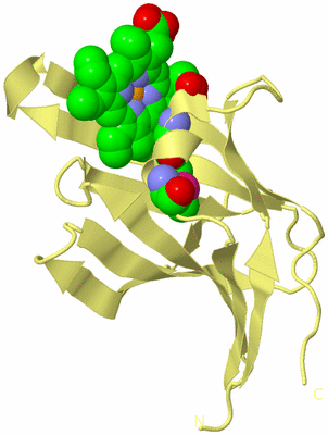 Image Biological Unit 4