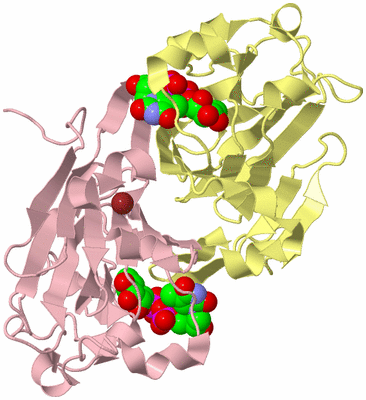 Image Biological Unit 2