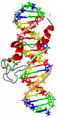 Image NMR Structure - model 1, sites