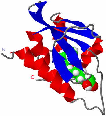 Image NMR Structure - model 1