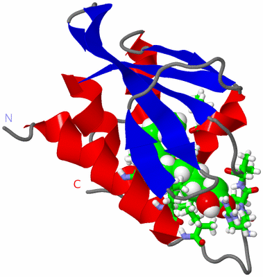 Image NMR Structure - model 1, sites