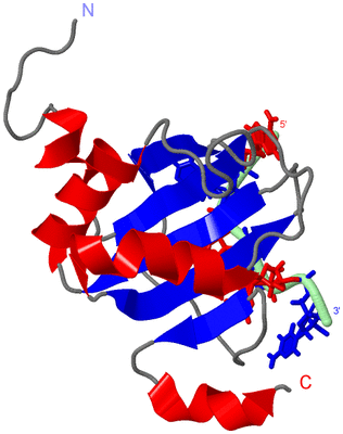 Image NMR Structure - model 1