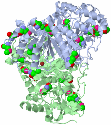 Image Biological Unit 1