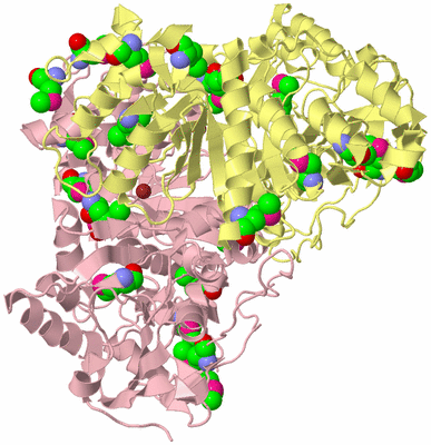 Image Biological Unit 2