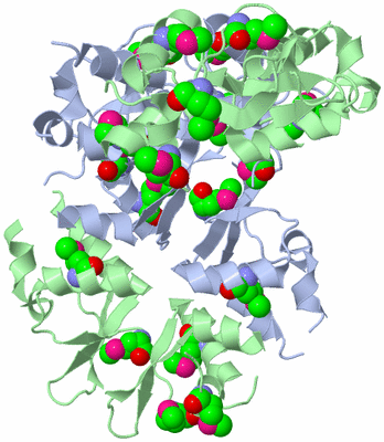 Image Biological Unit 4