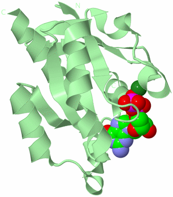 Image Biological Unit 2