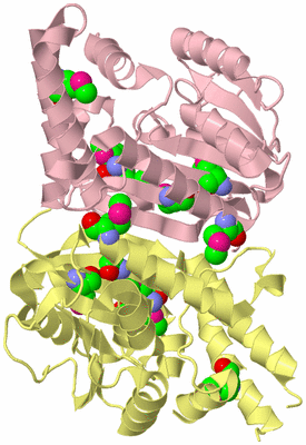 Image Biological Unit 2