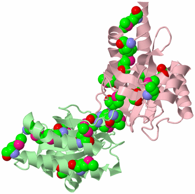 Image Biological Unit 2