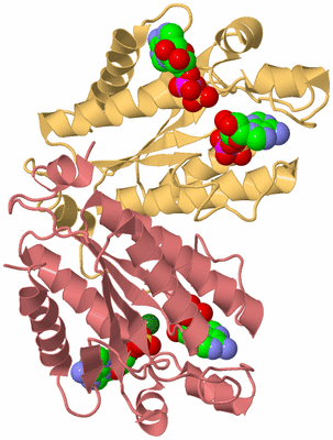 Image Biological Unit 4