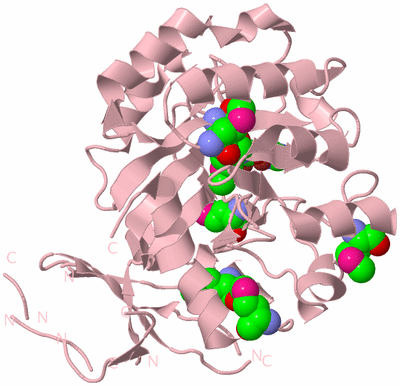 Image Biological Unit 4