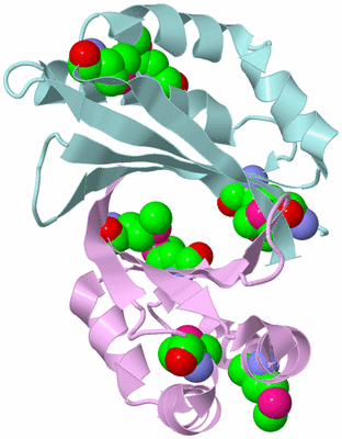 Image Biological Unit 4