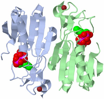 Image Biological Unit 2