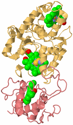 Image Biological Unit 4