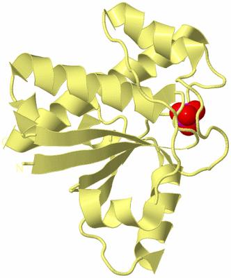 Image Biological Unit 4