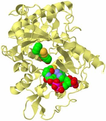 Image Biological Unit 4