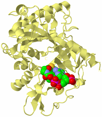 Image Biological Unit 4