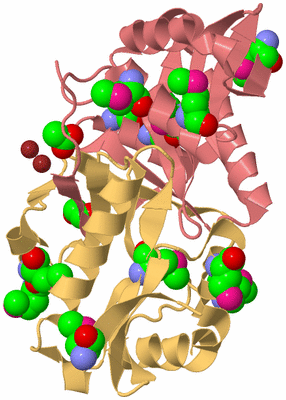 Image Biological Unit 4