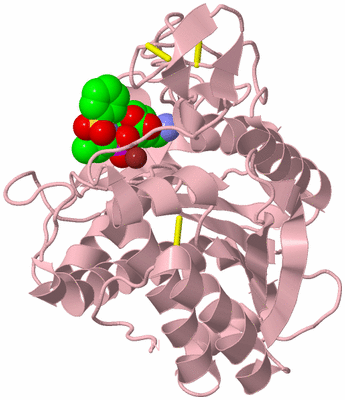 Image Biological Unit 3