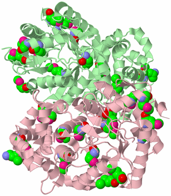 Image Biological Unit 4