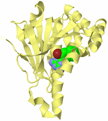 Image Biological Unit 4