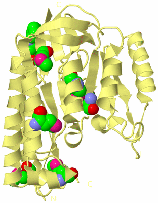 Image Biological Unit 4