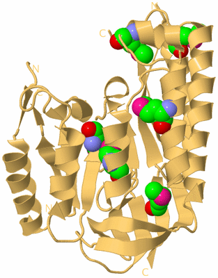 Image Biological Unit 7