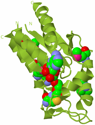 Image Biological Unit 13
