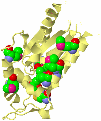Image Biological Unit 4