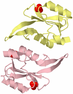 Image Biological Unit 4