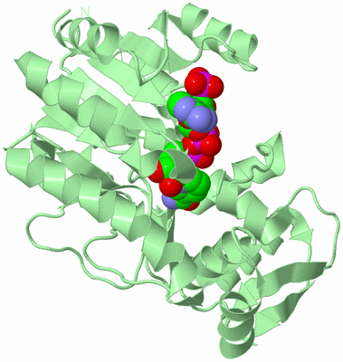 Image Biological Unit 2