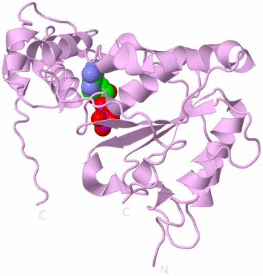 Image Biological Unit 5