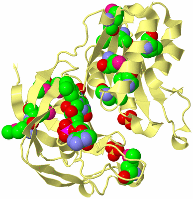 Image Biological Unit 4