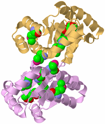 Image Biological Unit 1