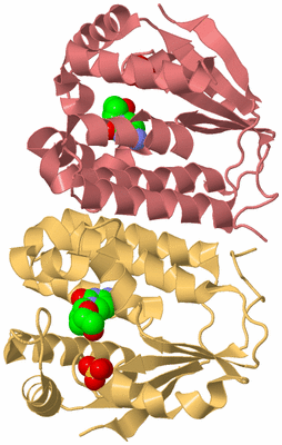 Image Biological Unit 4