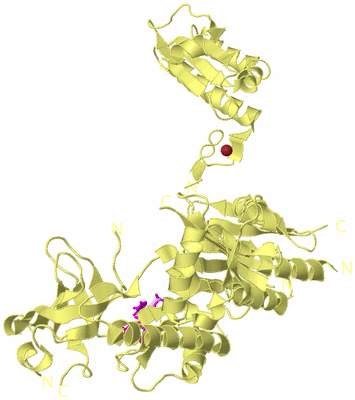 Image Biological Unit 4