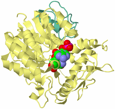 Image Biological Unit 4