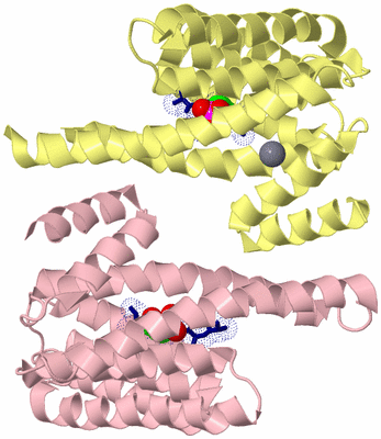 Image Biological Unit 2