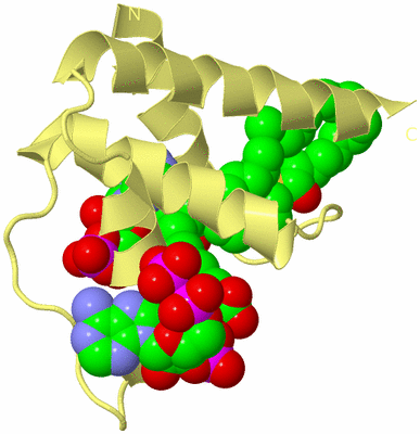 Image Biological Unit 4