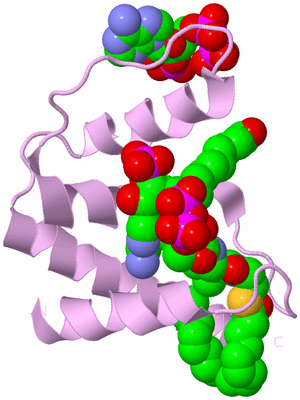 Image Biological Unit 5