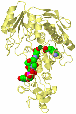 Image Biological Unit 4