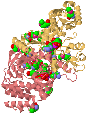 Image Biological Unit 1