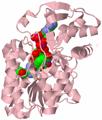 Image Biological Unit 3